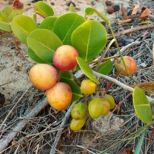 Chrysobalanus icaco Fruto