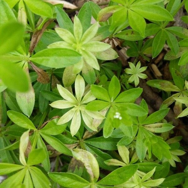 Galium odoratum 葉