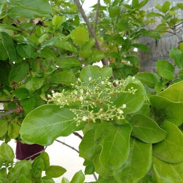 Premna serratifolia Flor