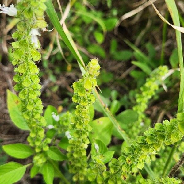 Ocimum × africanum Floare