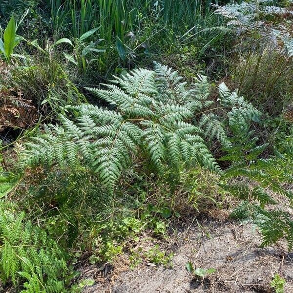 Pteridium esculentum Alkat (teljes növény)