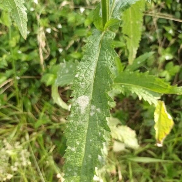 Verbena hastata List