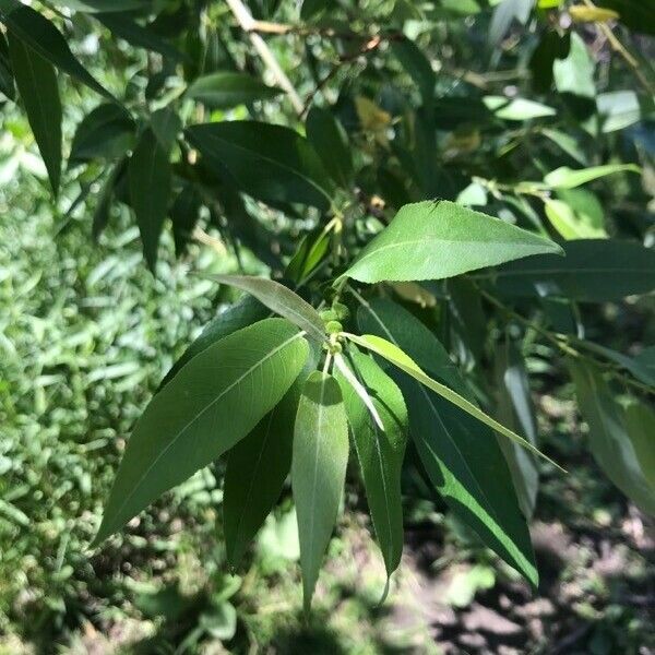 Salix amygdaloides Blad