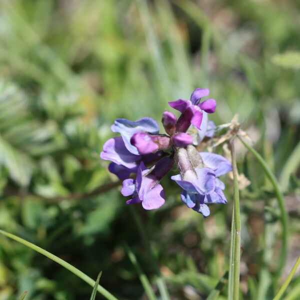 Oxytropis lapponica फूल