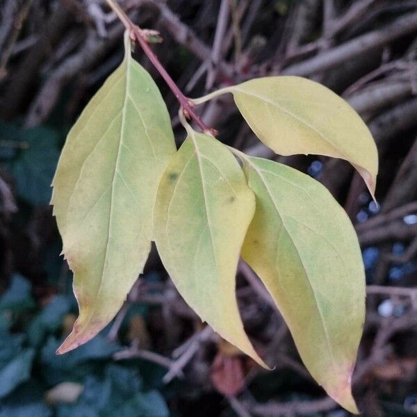 Forsythia viridissima Blatt