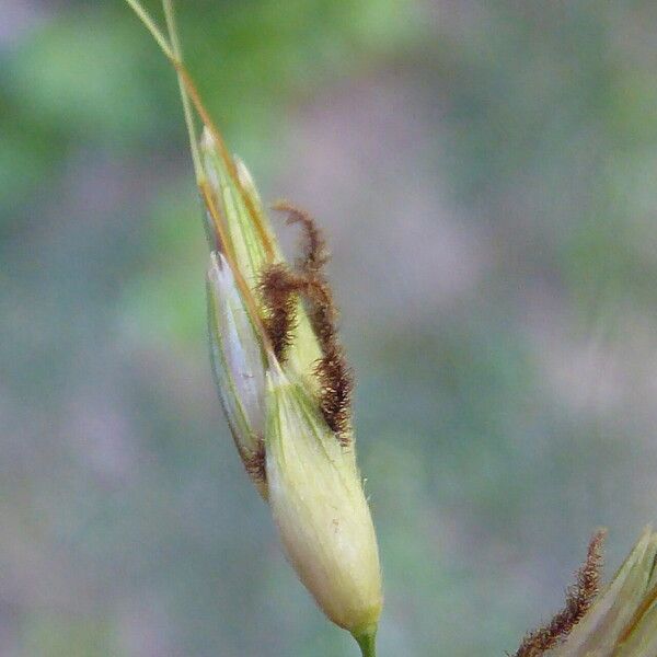 Phragmites australis Kwiat