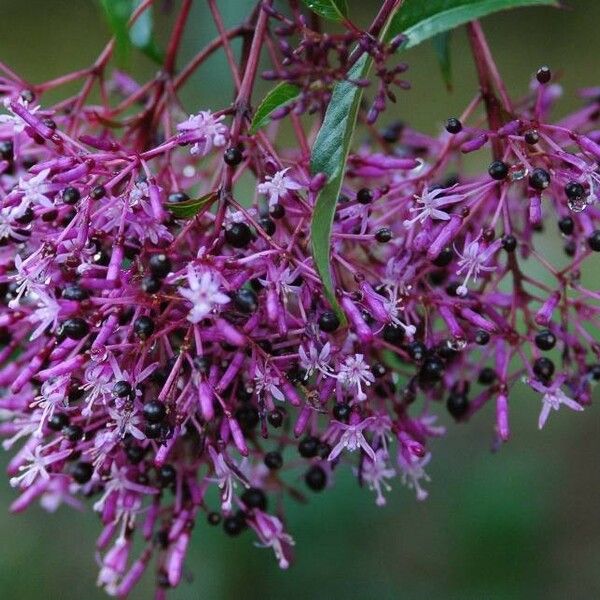 Fuchsia paniculata Flower