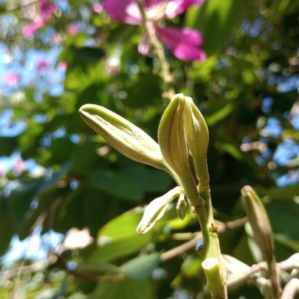 Bauhinia purpurea Other