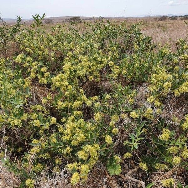 Boscia mossambicensis Цвят