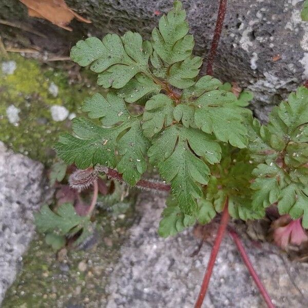 Geranium purpureum Lapas