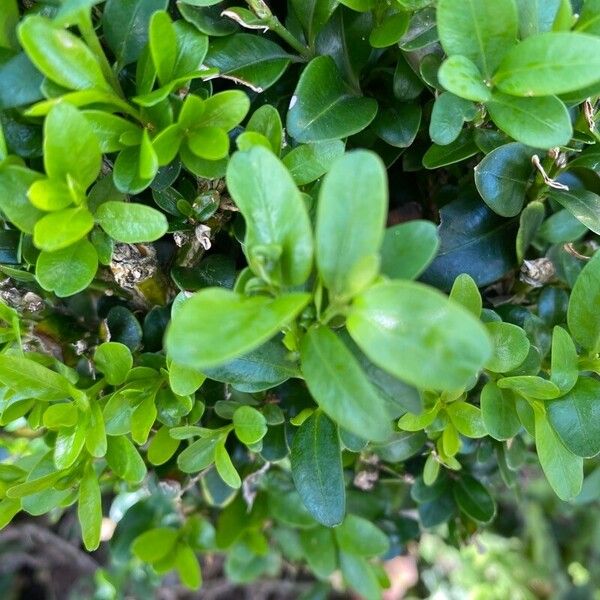 Buxus sempervirens Yaprak