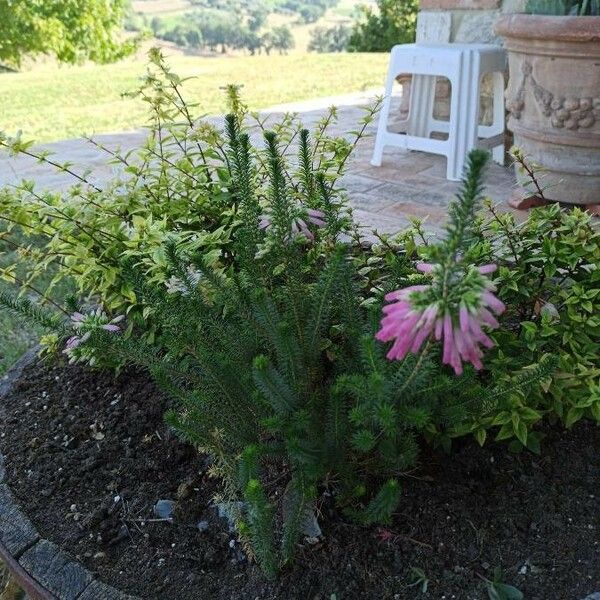 Erica verticillata ശീലം