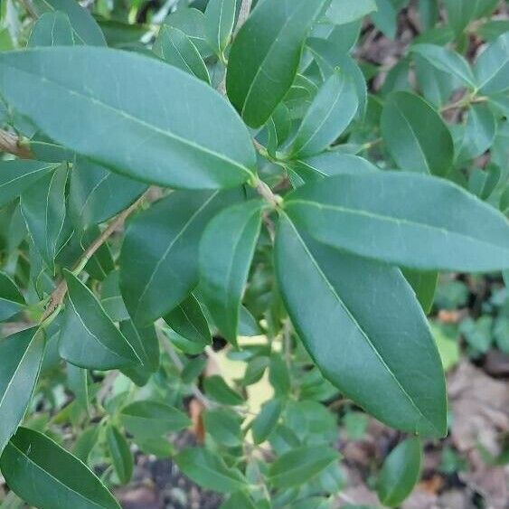 Osmanthus × burkwoodii Folha