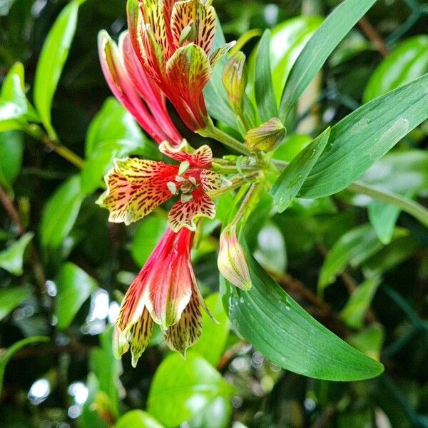 Alstroemeria psittacina Fiore