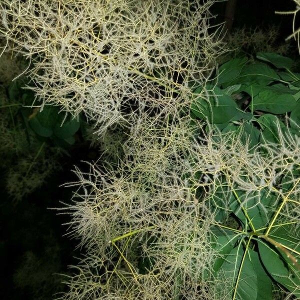 Cotinus coggygria Blomma