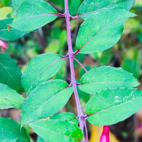 Fuchsia magellanica Blatt