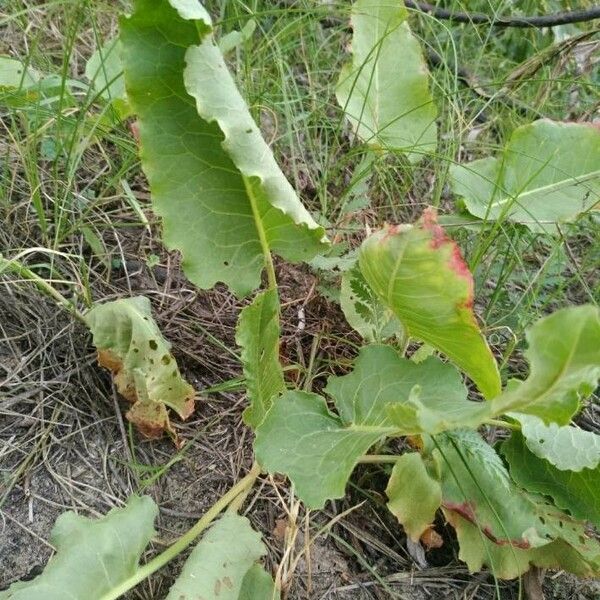 Rumex confertus Ліст