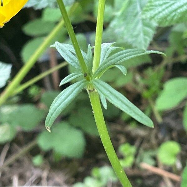 Ranunculus bulbosus 葉