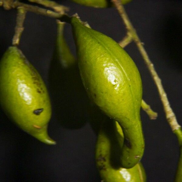 Swartzia nicaraguensis Fruit