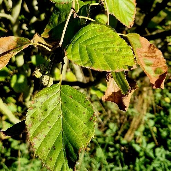 Alnus alnobetula Lehti