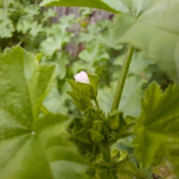 Malva verticillata Flower