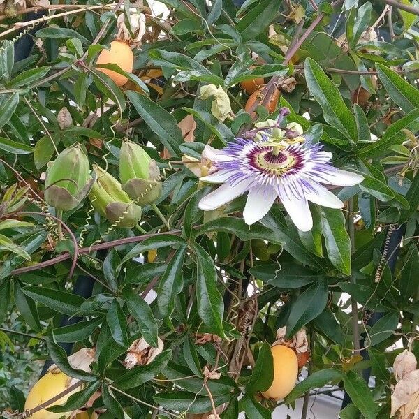 Passiflora caerulea Natur