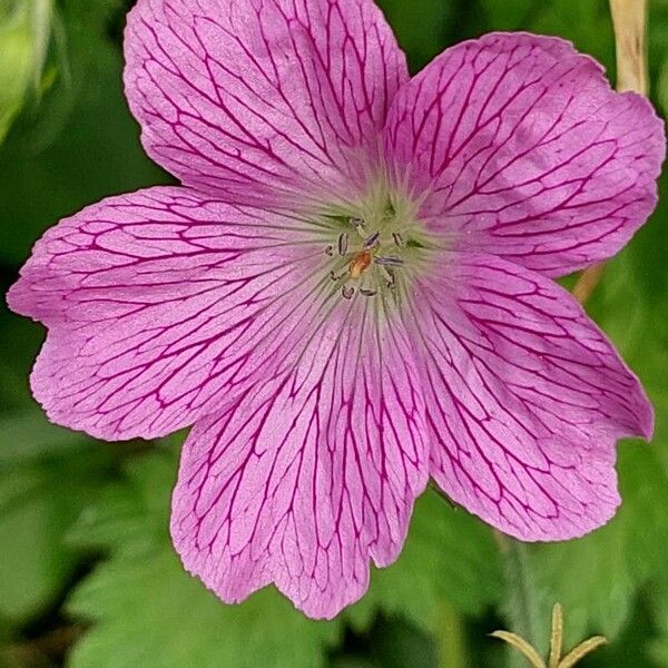 Geranium endressii Blomst