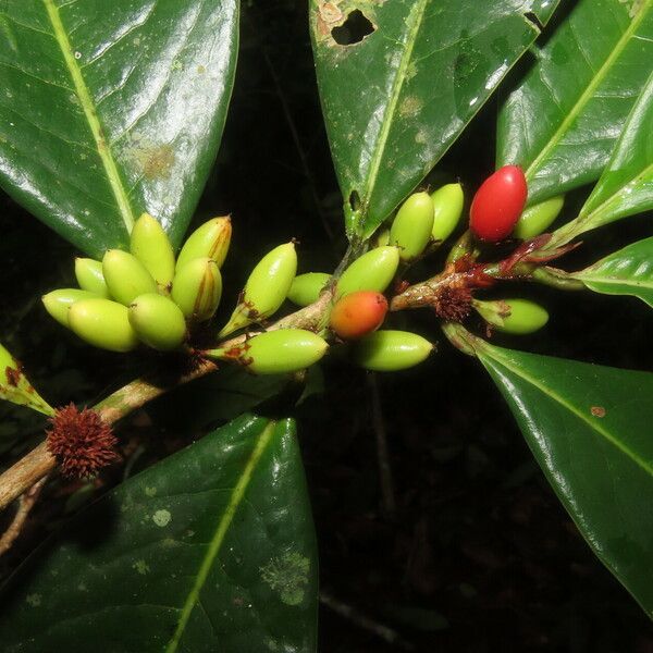 Erythroxylum macrophyllum Ffrwyth