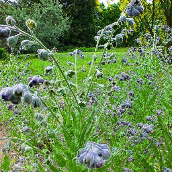 Cynoglossum officinale Flor