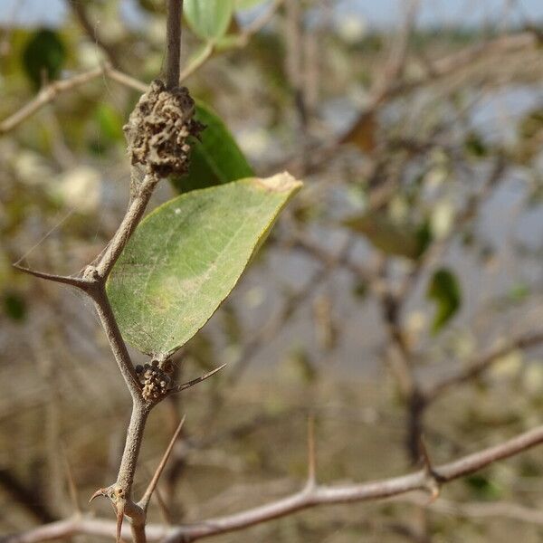 Ziziphus mauritiana چھال