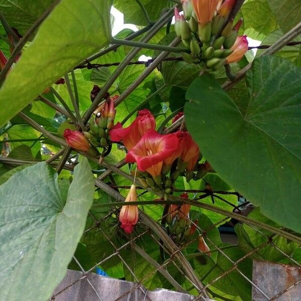 Stictocardia tiliifolia Flower