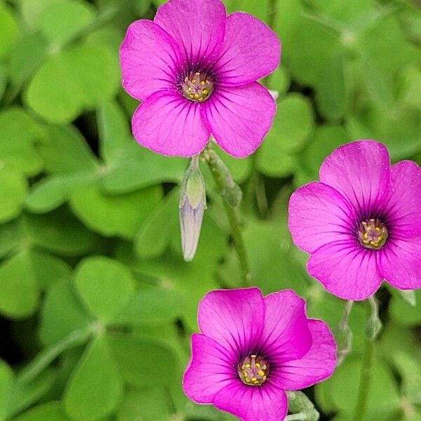 Oxalis debilis Çiçek