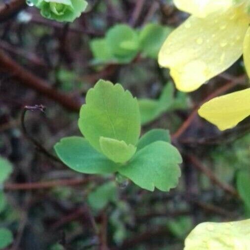 Spiraea trilobata 葉