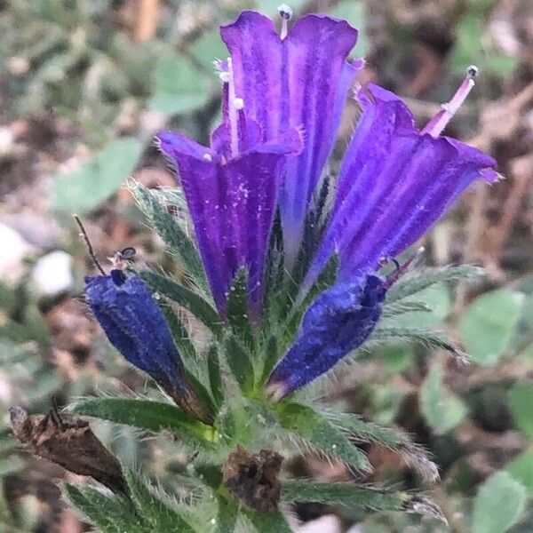 Echium sabulicola फूल