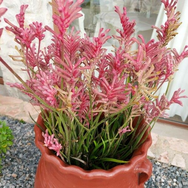 Anigozanthos flavidus Flower