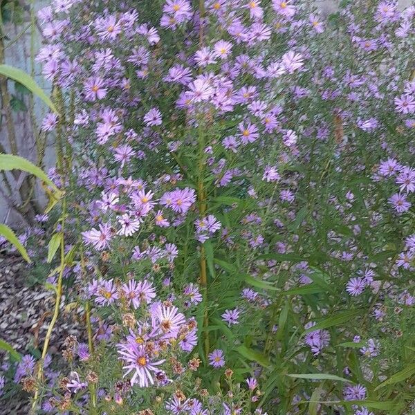 Symphyotrichum dumosum Συνήθη χαρακτηριστικά