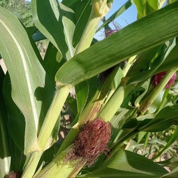 Zea mays Φρούτο