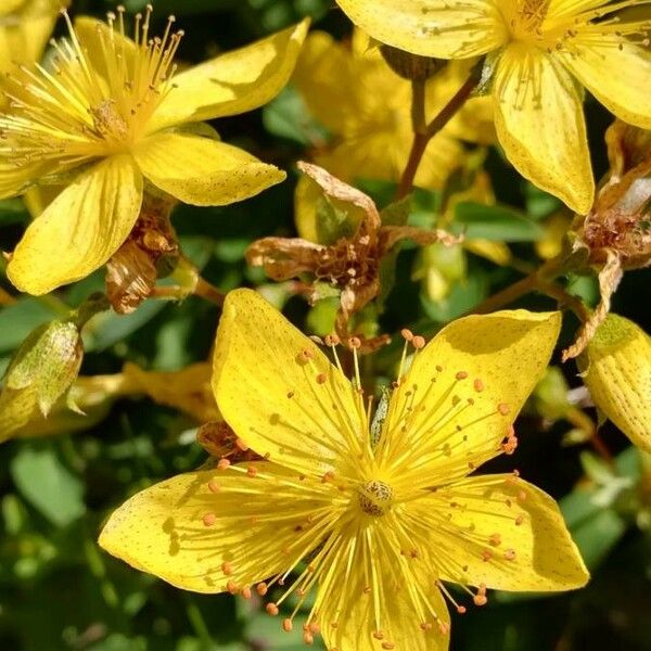 Hypericum richeri Blodyn