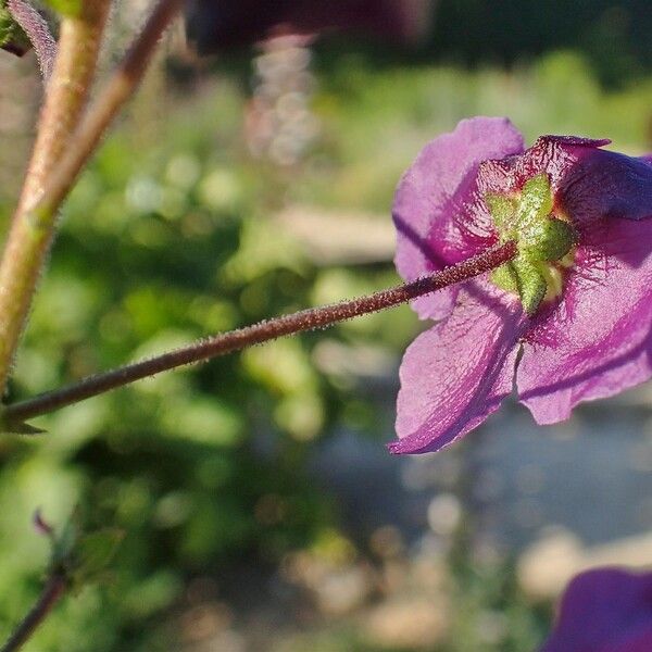 Verbascum phoeniceum 花