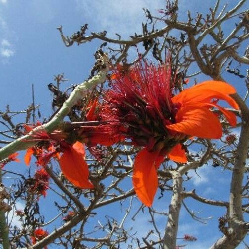 Erythrina variegata Цвят