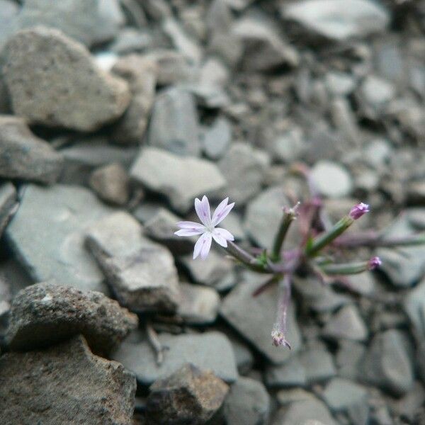 Dianthus nudiflorus Blüte