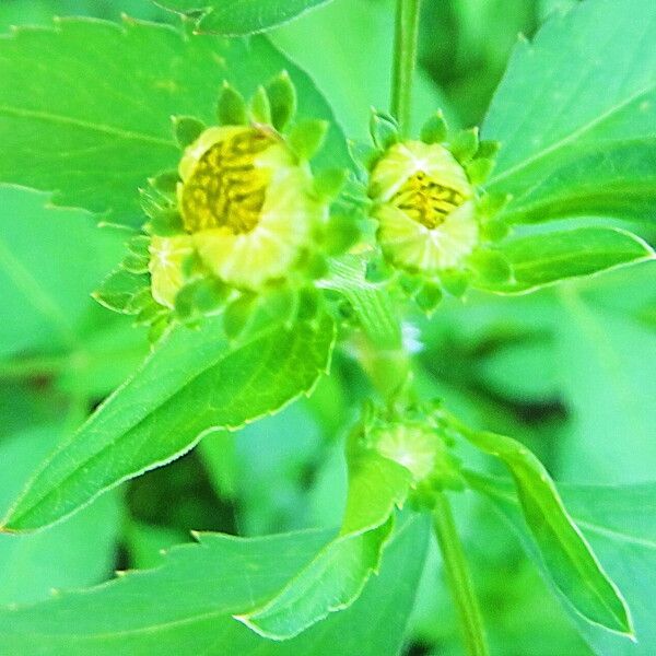 Bidens alba Flower