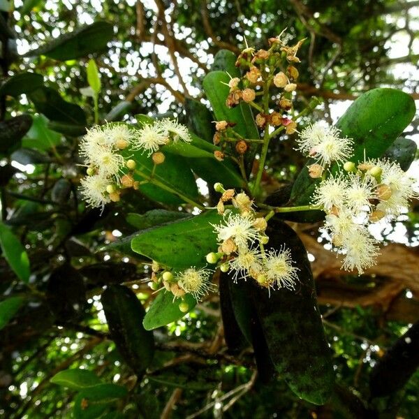 Pimenta racemosa Blomst