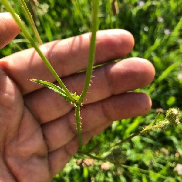 Crepis setosa Blad