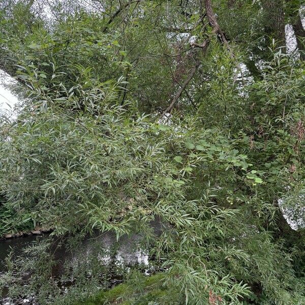 Salix lucida Habitat