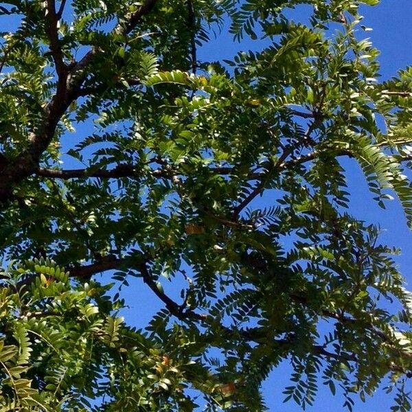 Gleditsia triacanthos Habitus