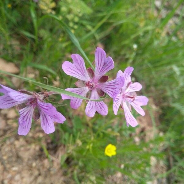 Geranium tuberosum Цвят