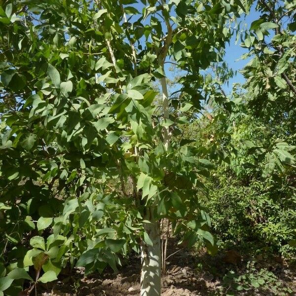 Eucalyptus botryoides Habitat