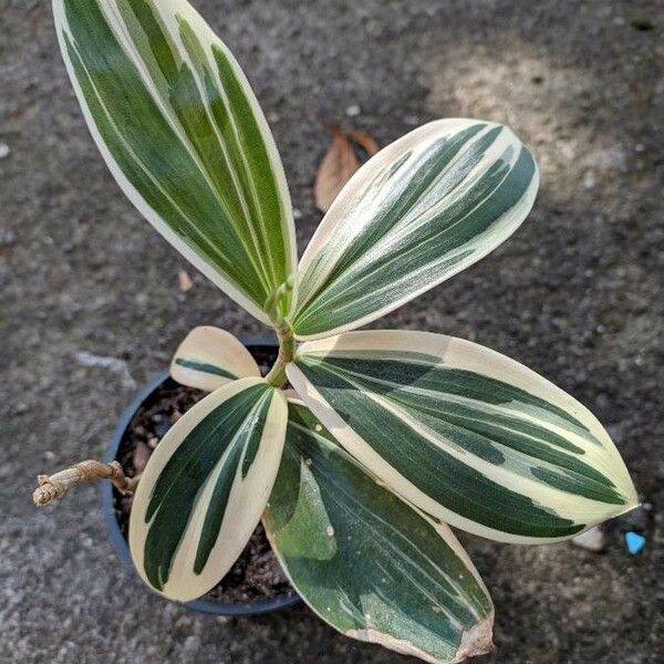 Costus arabicus Frunză