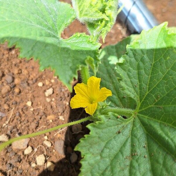 Cucumis sativus Flower